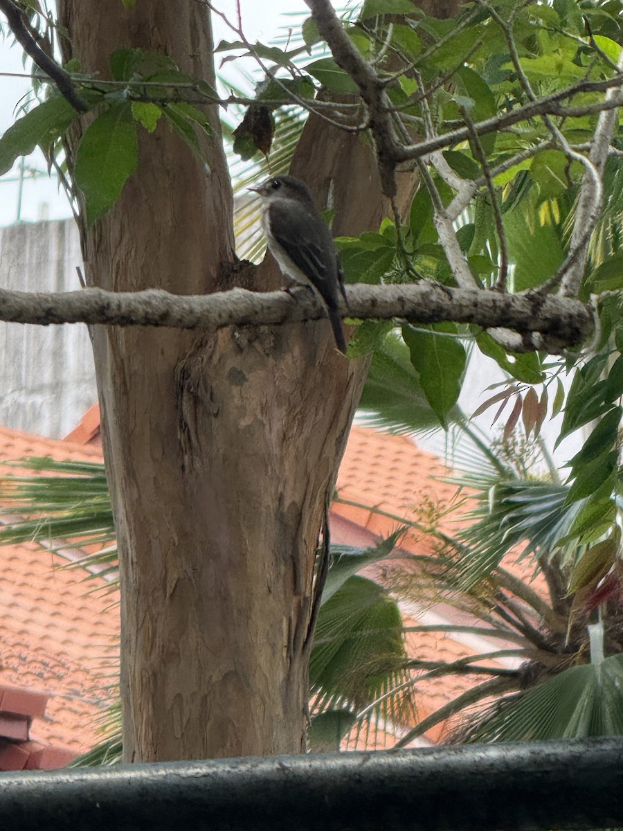 Asian Brown Flycatcher - ML647110689