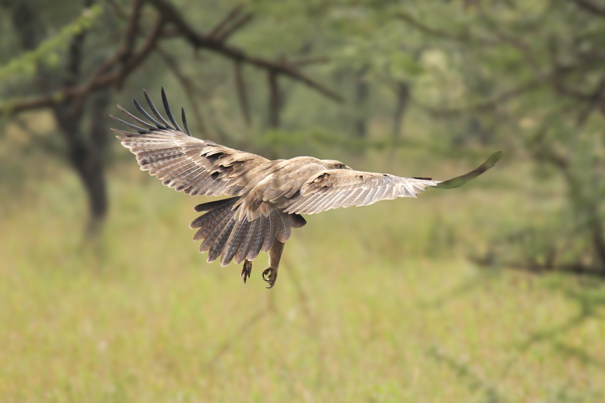 Tawny Eagle - ML647110693
