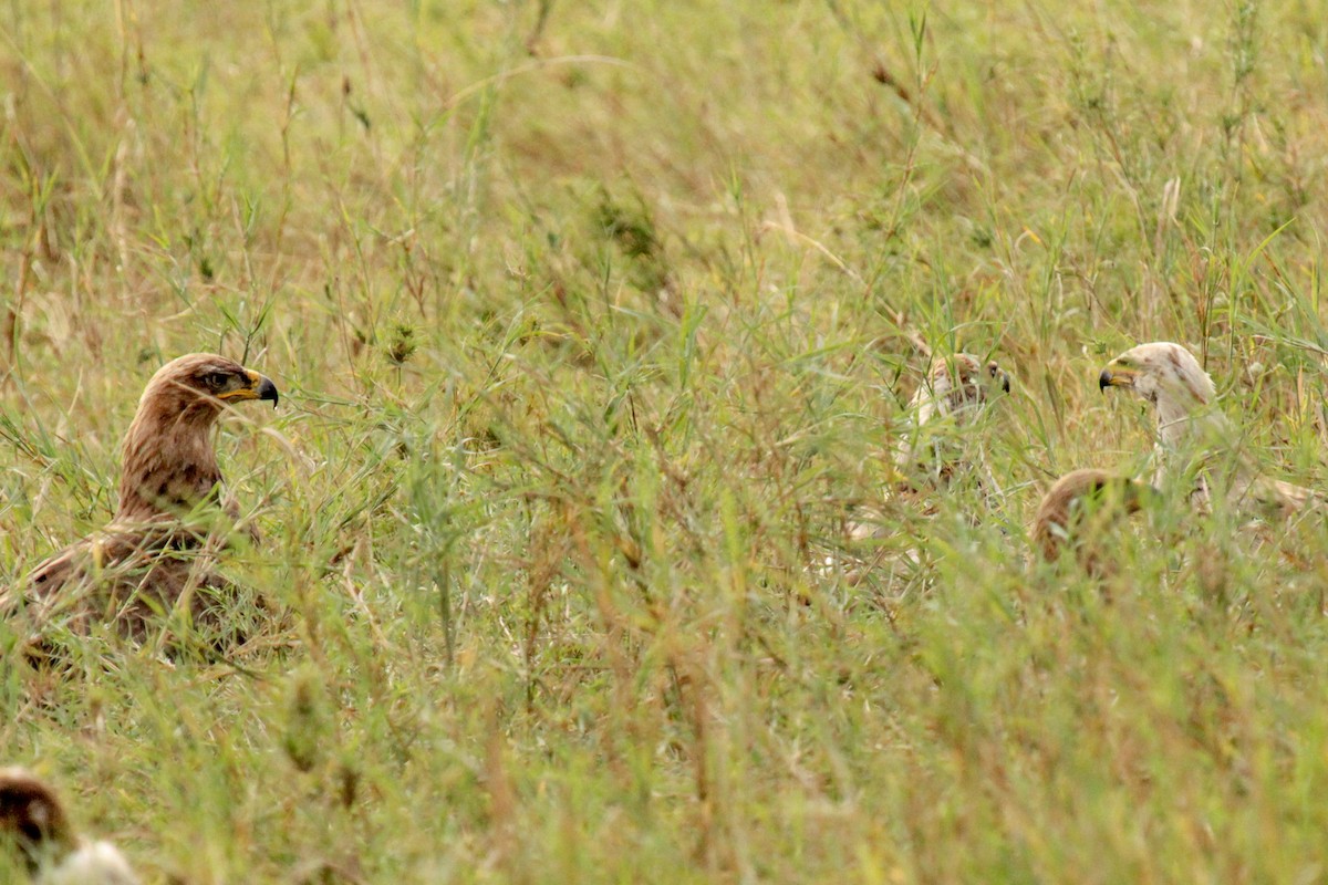 Tawny Eagle - ML647110694