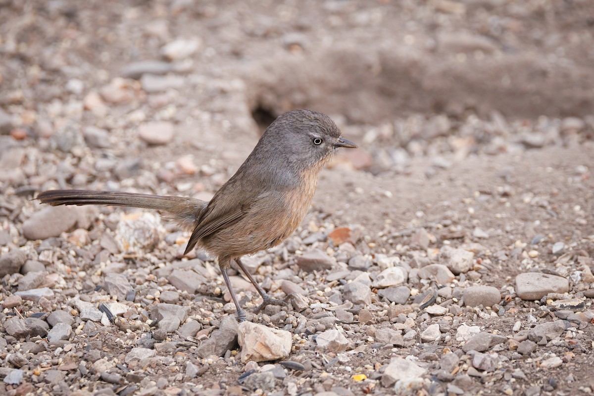 Wrentit - ML647110696