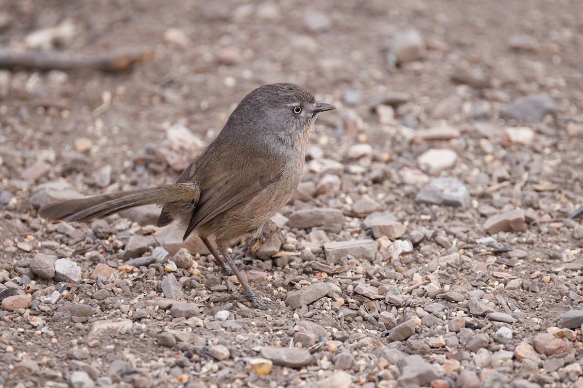 Wrentit - ML647110697