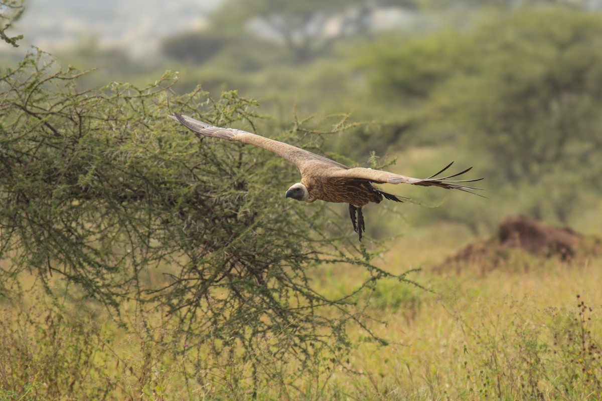 Buitre Dorsiblanco Africano - ML647110699