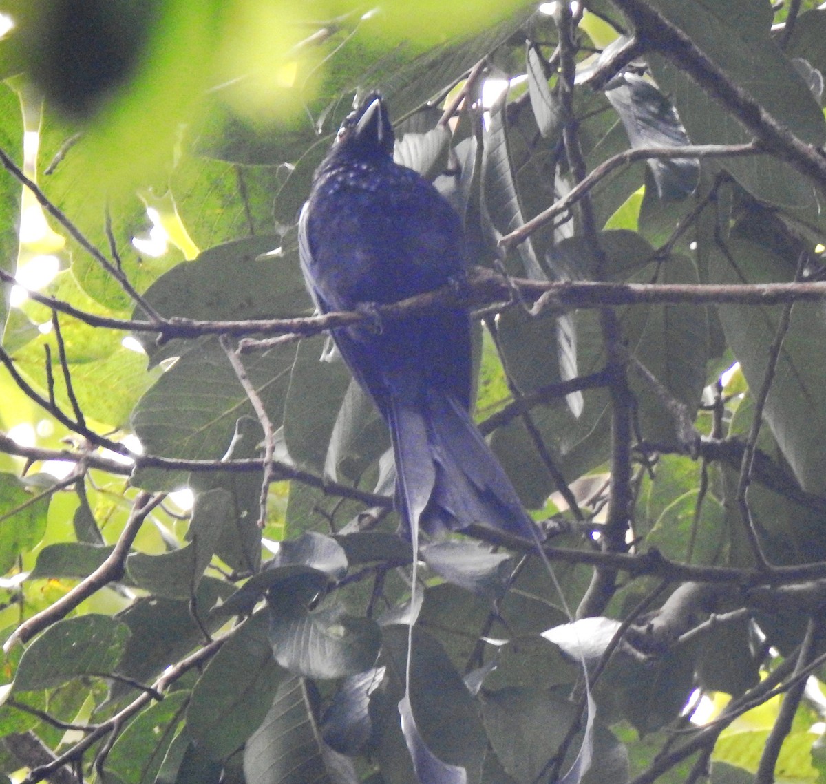 Greater Racket-tailed Drongo - ML647110701