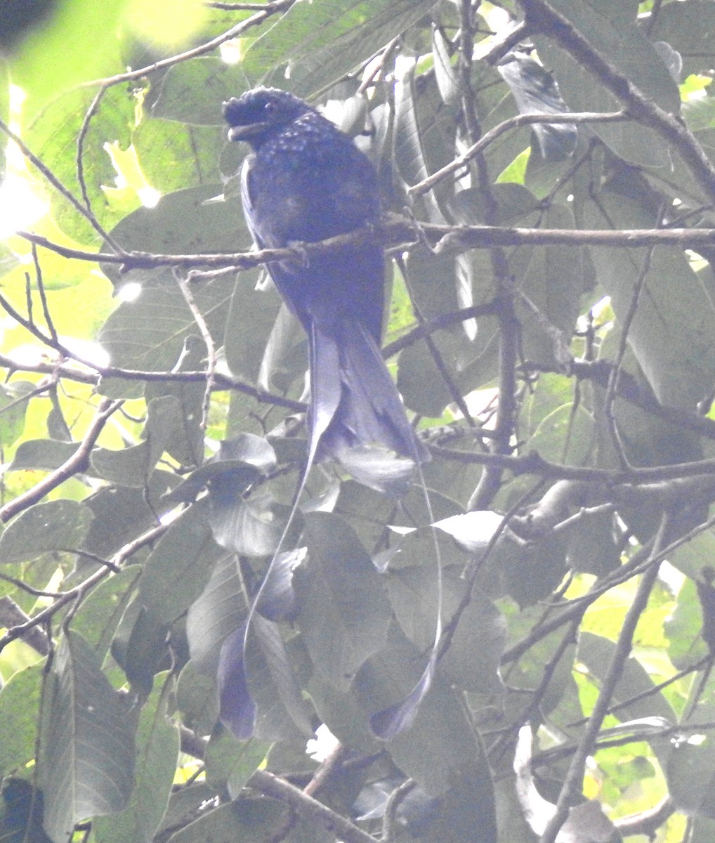 Greater Racket-tailed Drongo - ML647110702