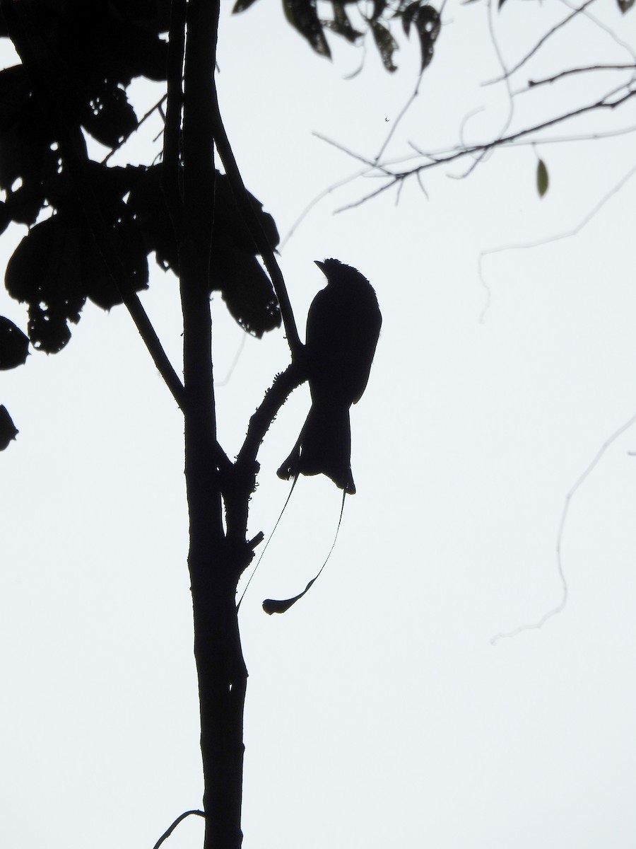 Greater Racket-tailed Drongo - ML647110703