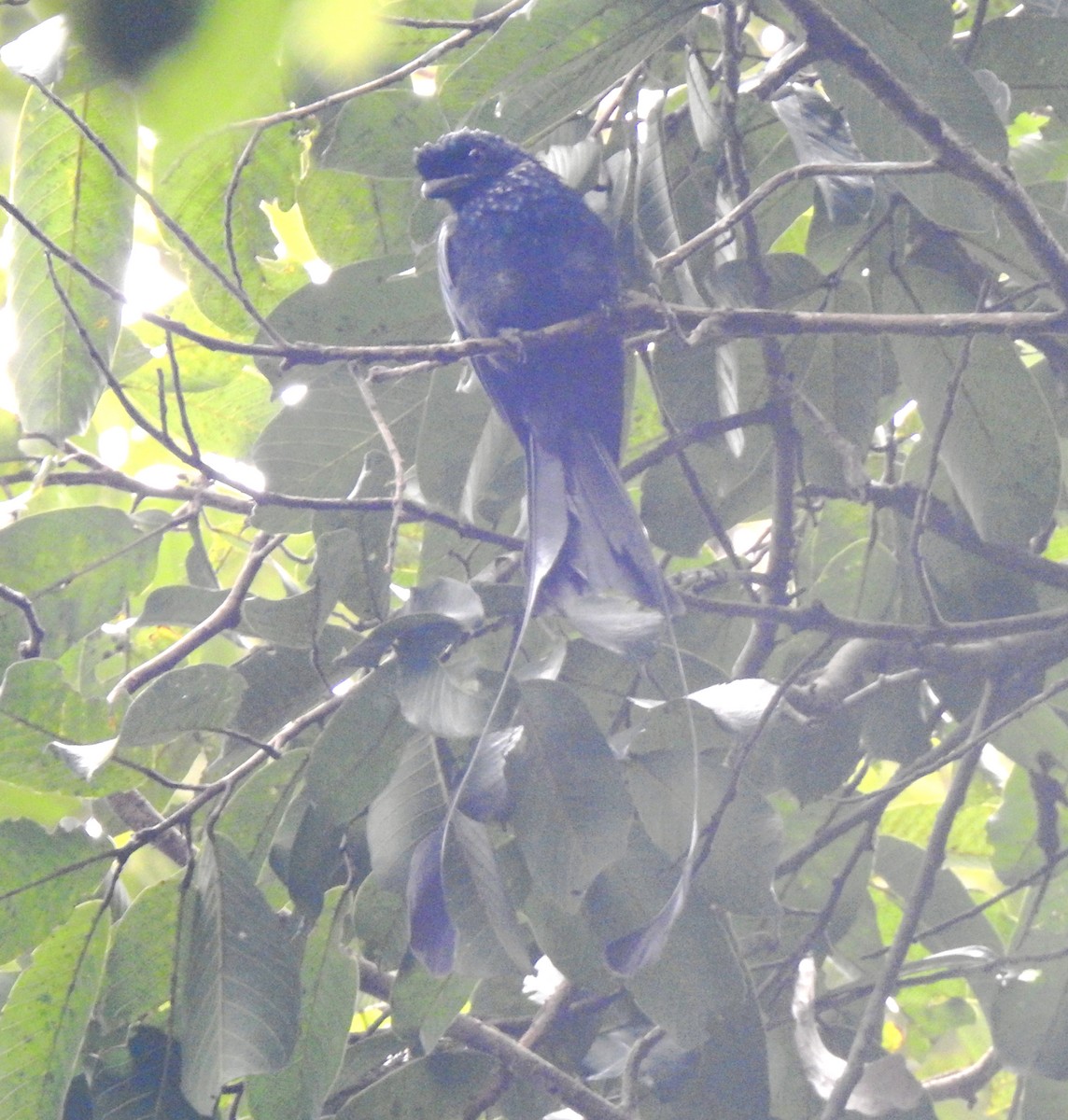 Greater Racket-tailed Drongo - ML647110704
