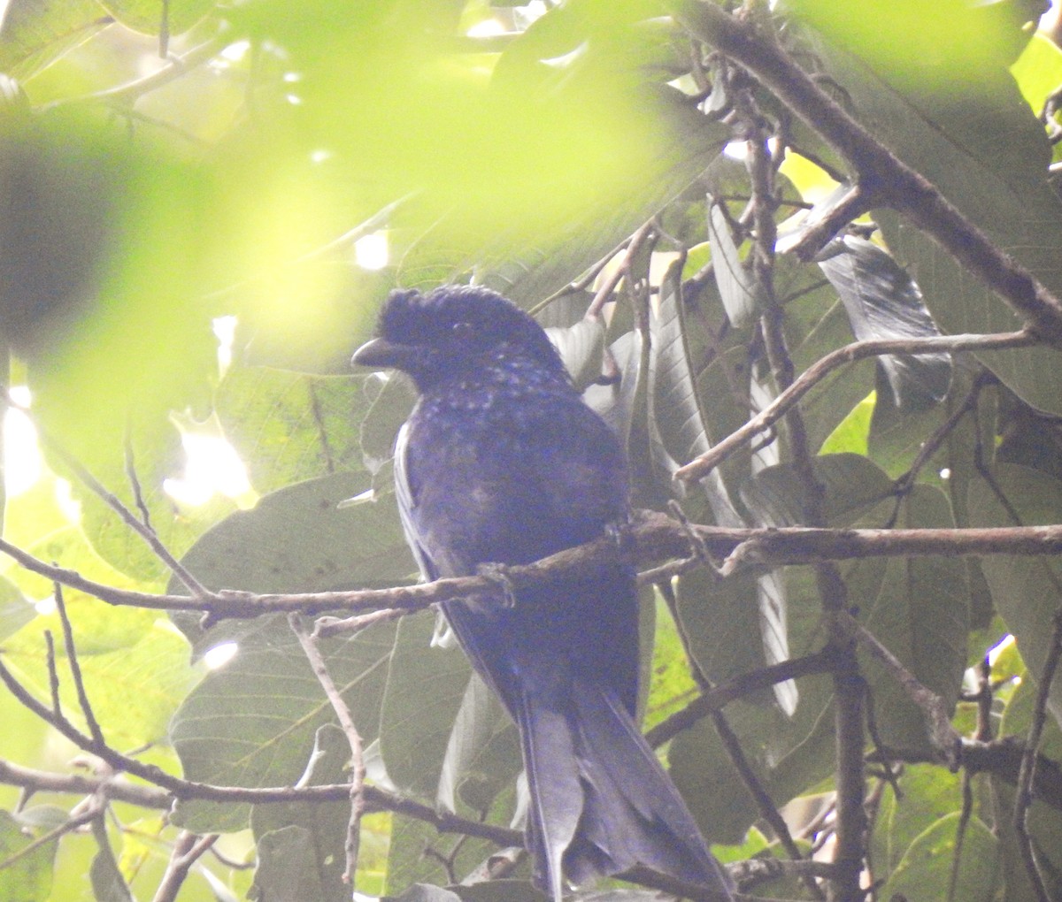 Greater Racket-tailed Drongo - ML647110705