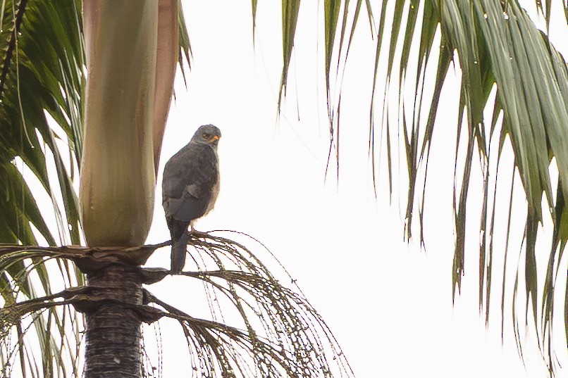 Variable Goshawk - ML647110709