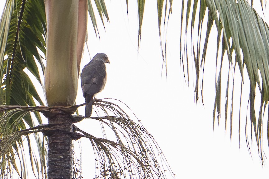 Variable Goshawk - ML647110710