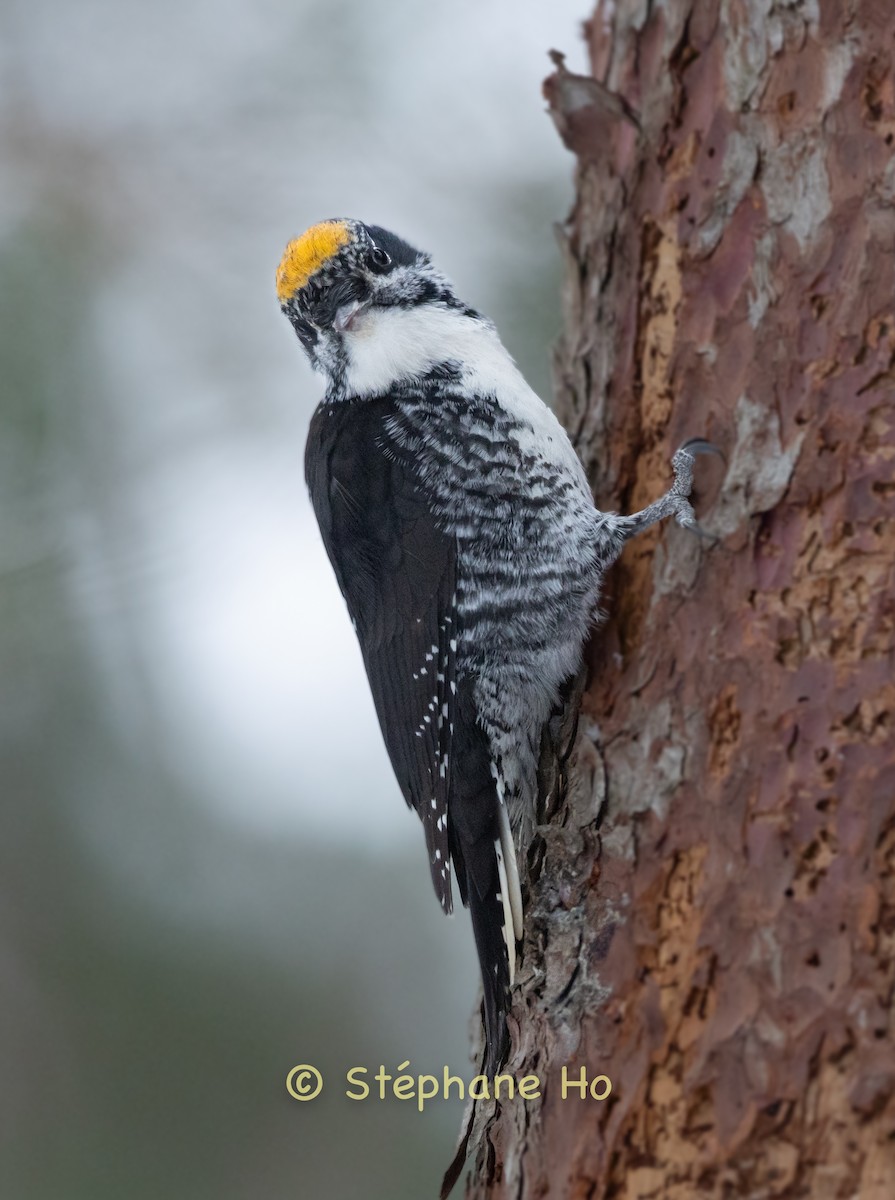 American Three-toed Woodpecker - ML647110711