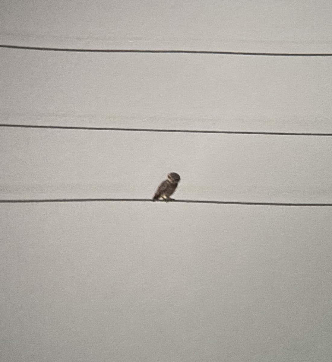 Spotted Owlet - ML647110712