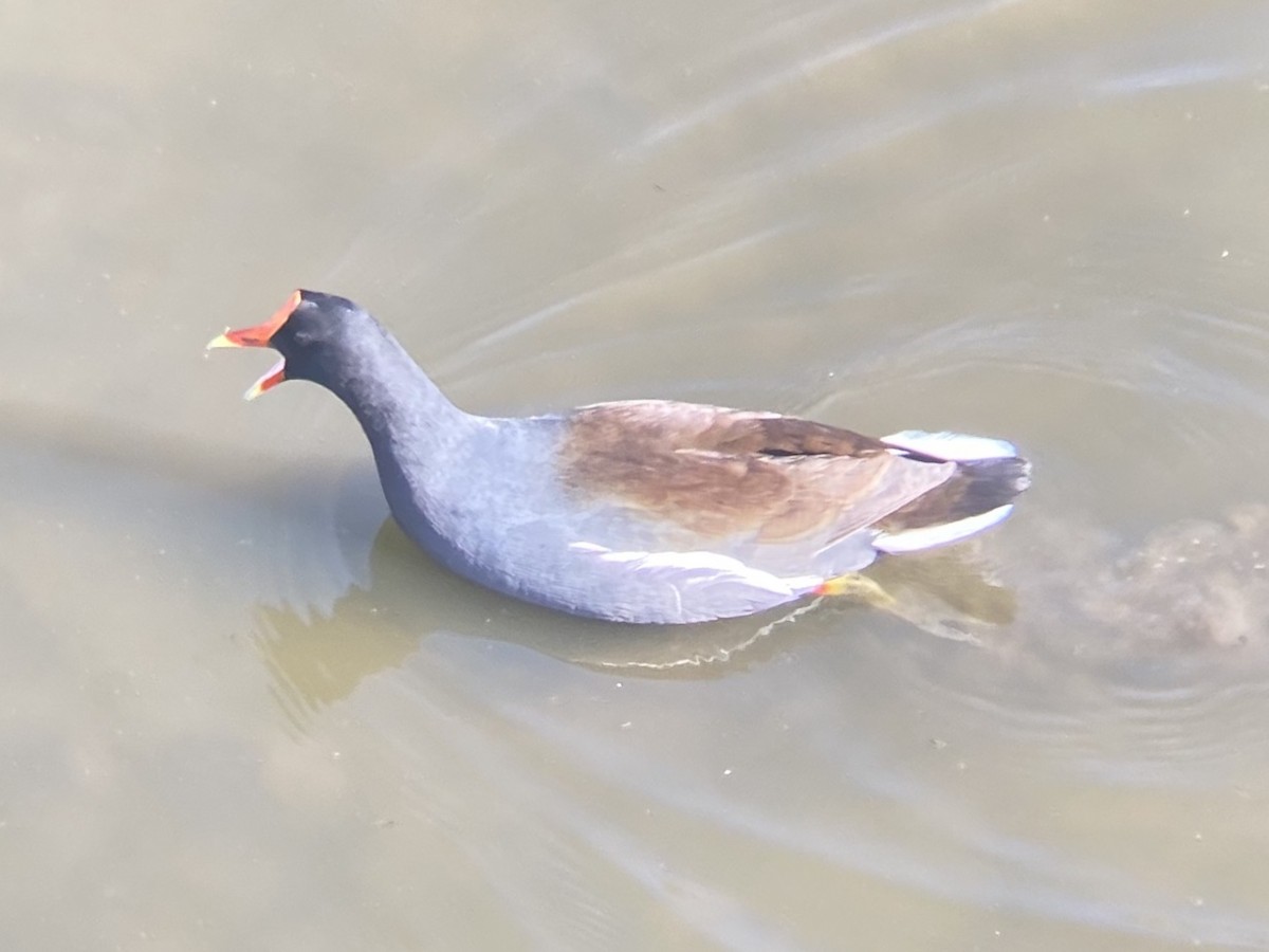 Курочка латиноамериканська - ML647110717