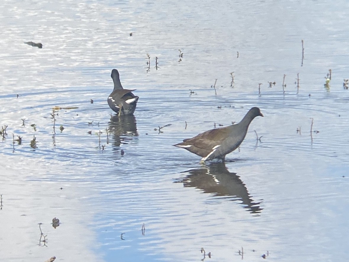 Курочка латиноамериканська - ML647110718