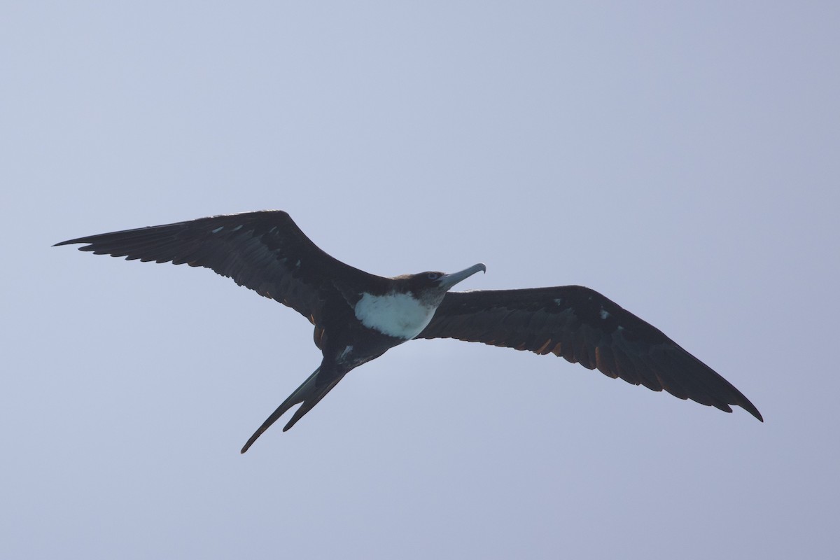 fregatka obecná - ML647110734