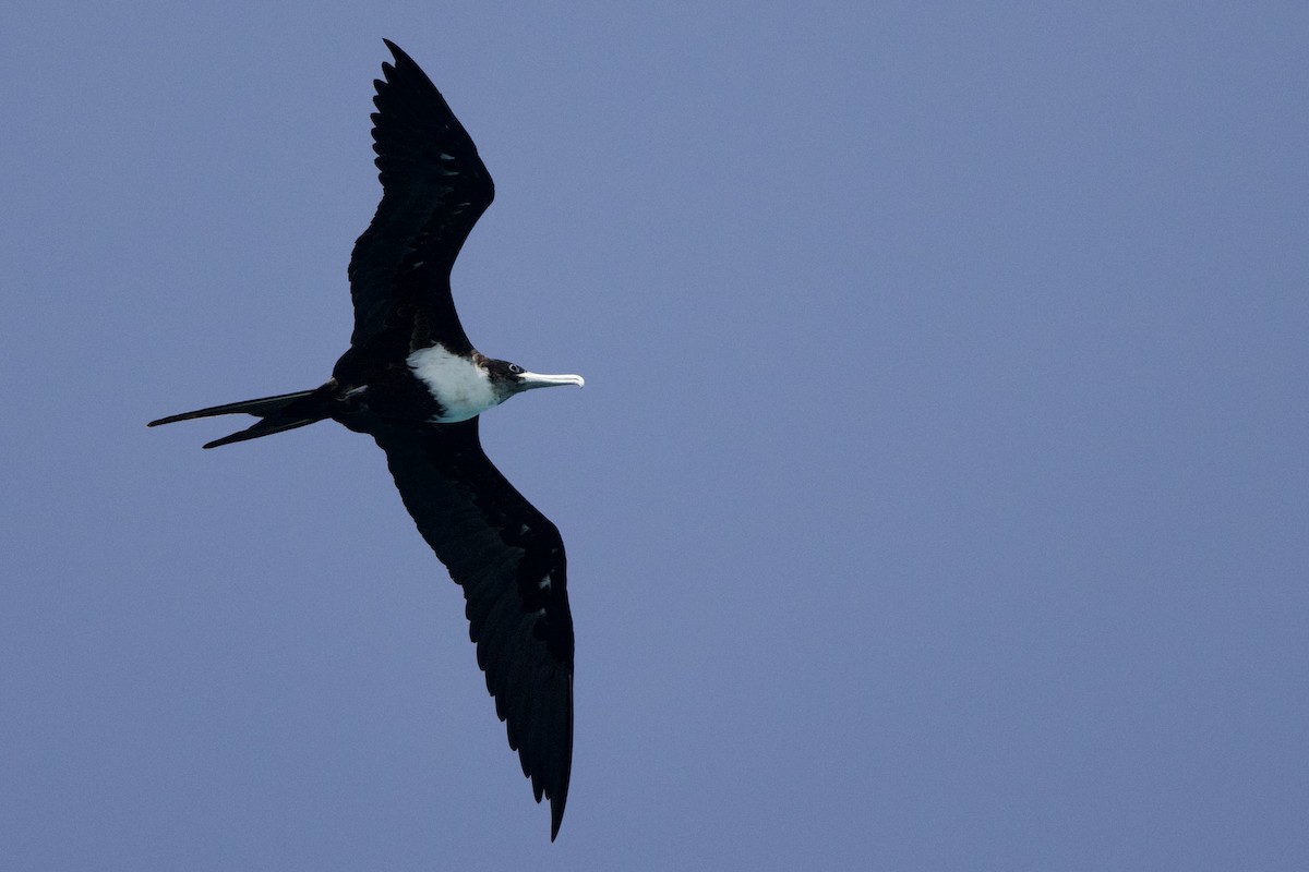 fregatka obecná - ML647110737