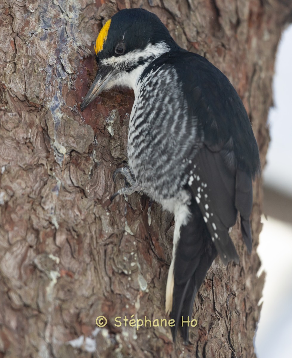 Black-backed Woodpecker - ML647110753