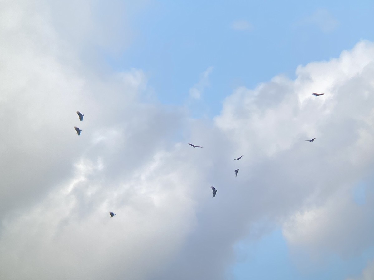 Black Vulture - ML647110754
