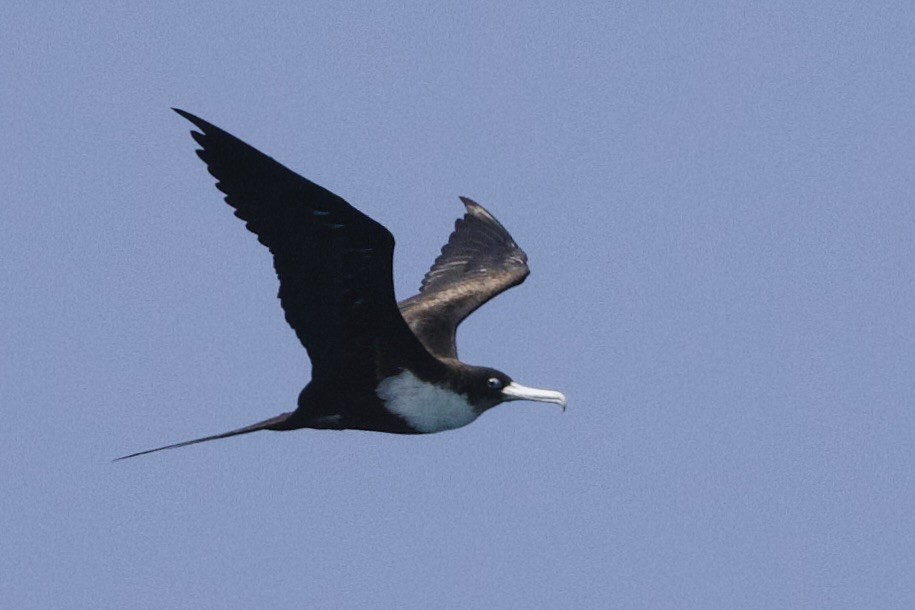 fregatka obecná - ML647110755