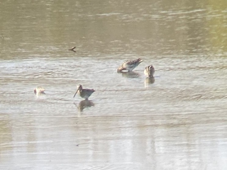 Wilson's Snipe - ML647110761