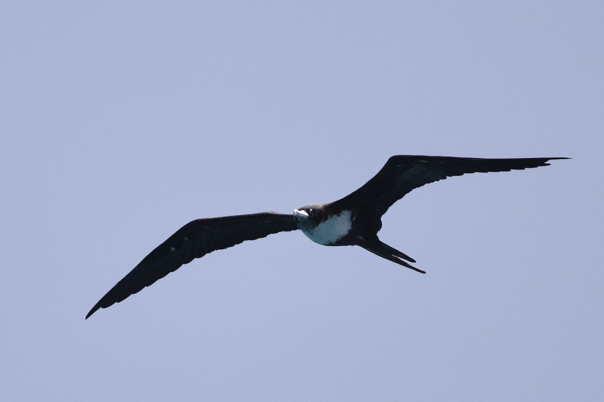 fregatka obecná - ML647110764