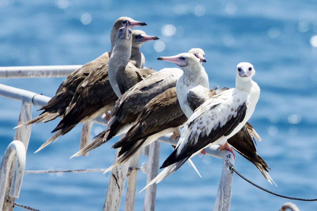 Red-footed Booby - ML647110766