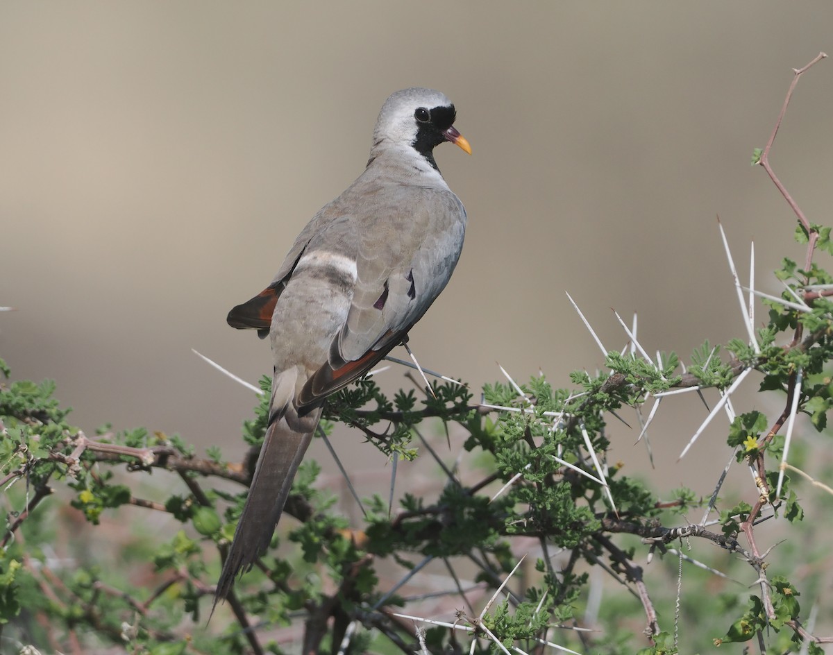 hrdlička kapská - ML647110768