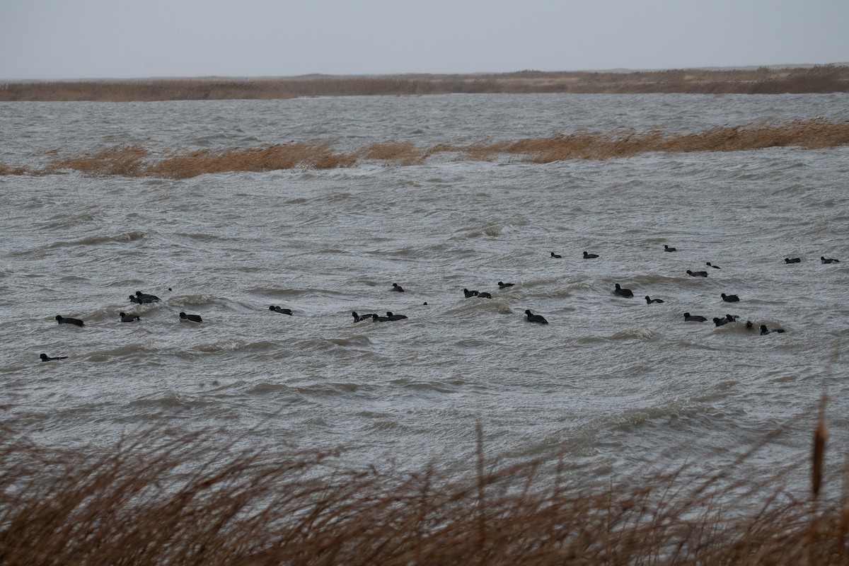 Foulque d'Amérique - ML647110769