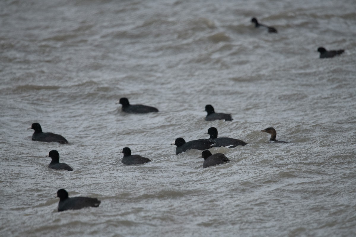 Foulque d'Amérique - ML647110770