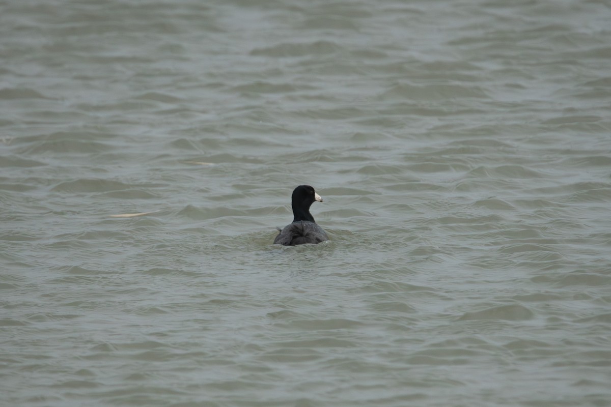 Foulque d'Amérique - ML647110771