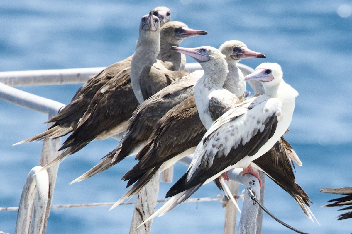 Red-footed Booby - ML647110773