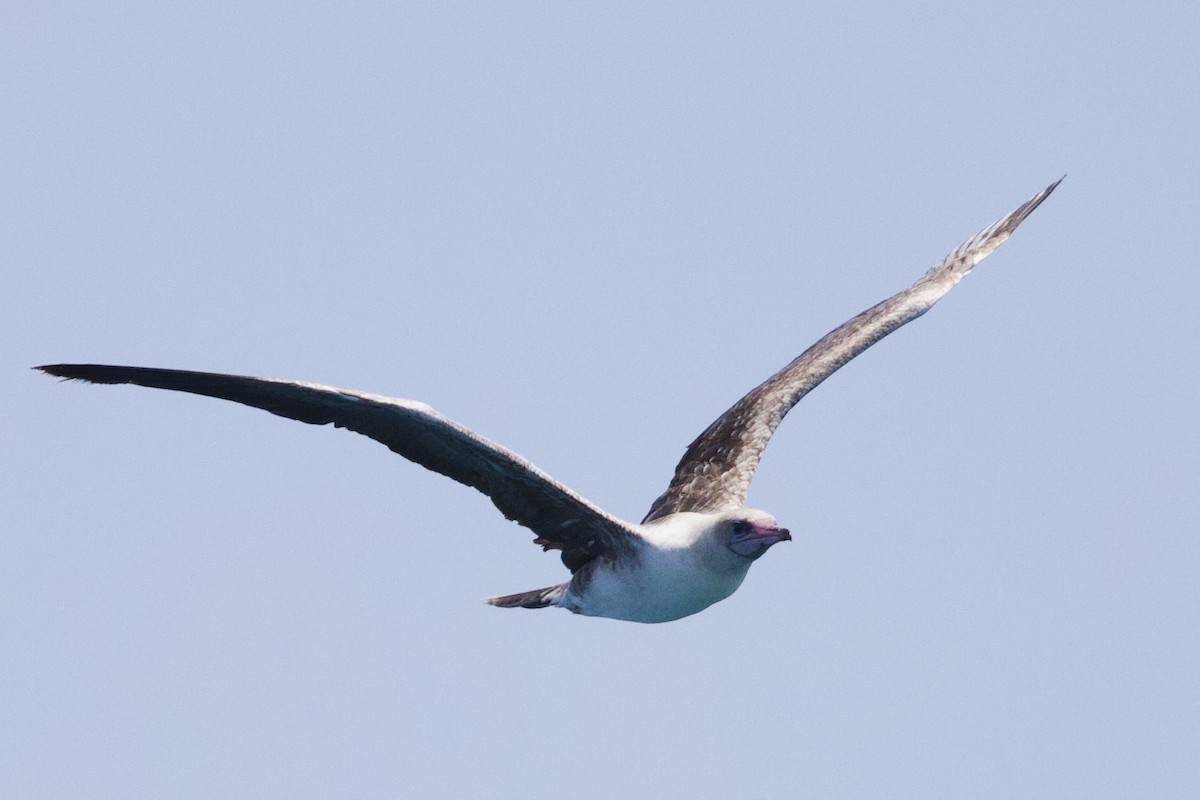 Red-footed Booby - ML647110778