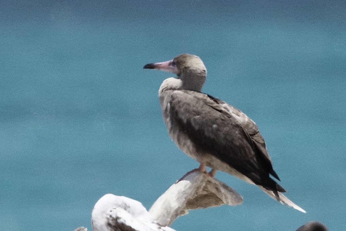 Red-footed Booby - ML647110782