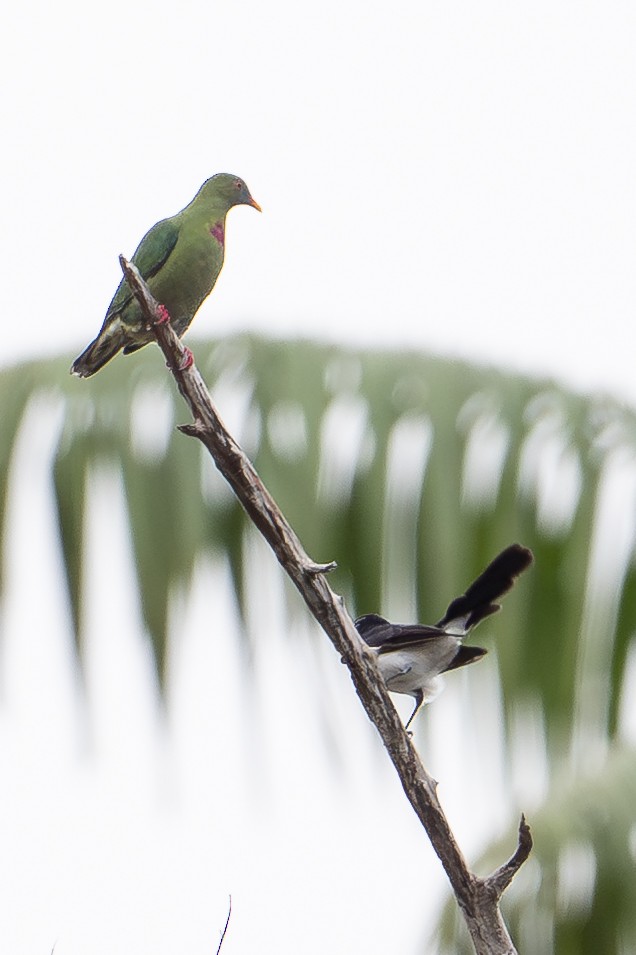 Ptilope turvert - ML647110784