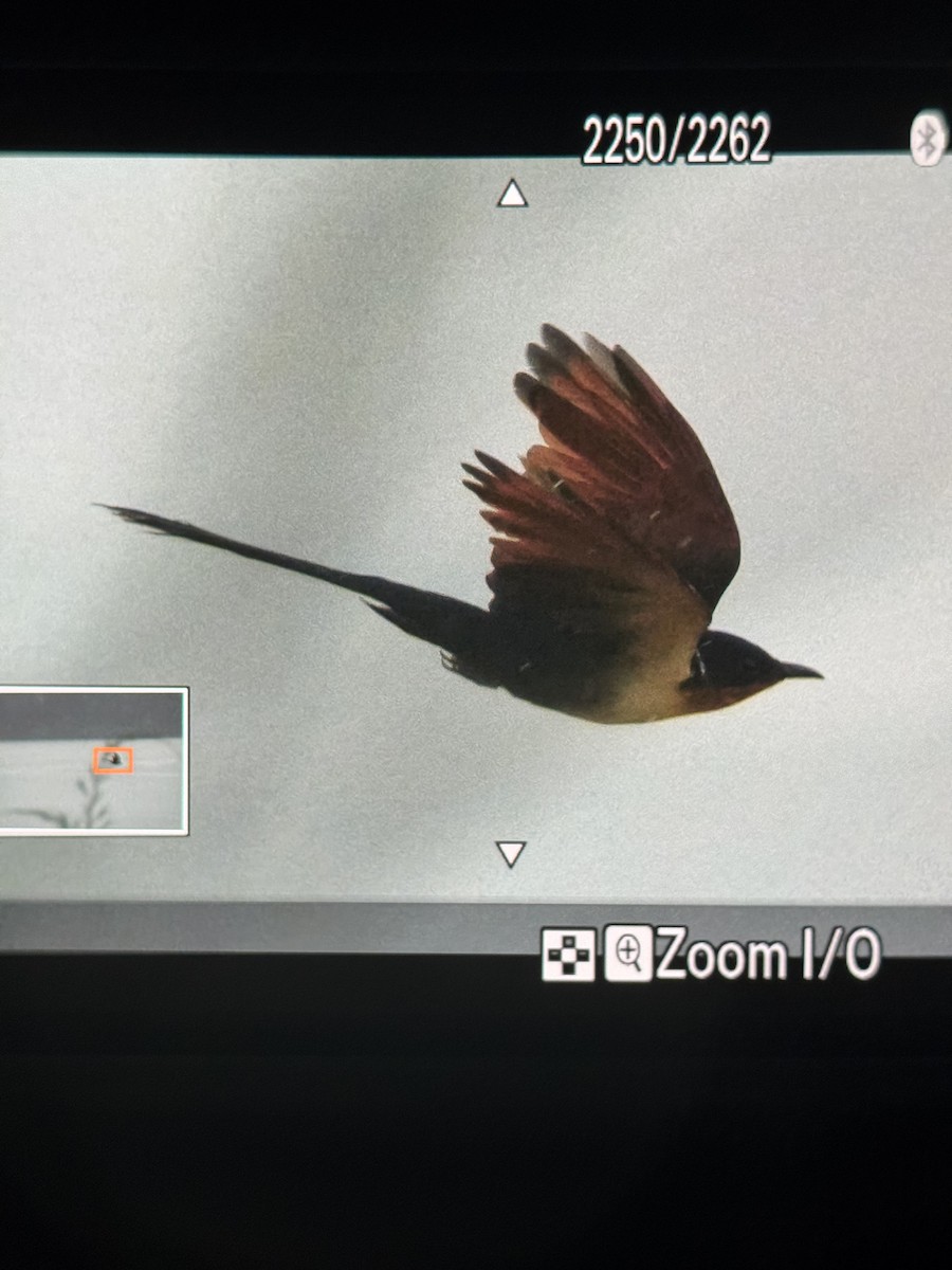 Chestnut-winged Cuckoo - ML647110792