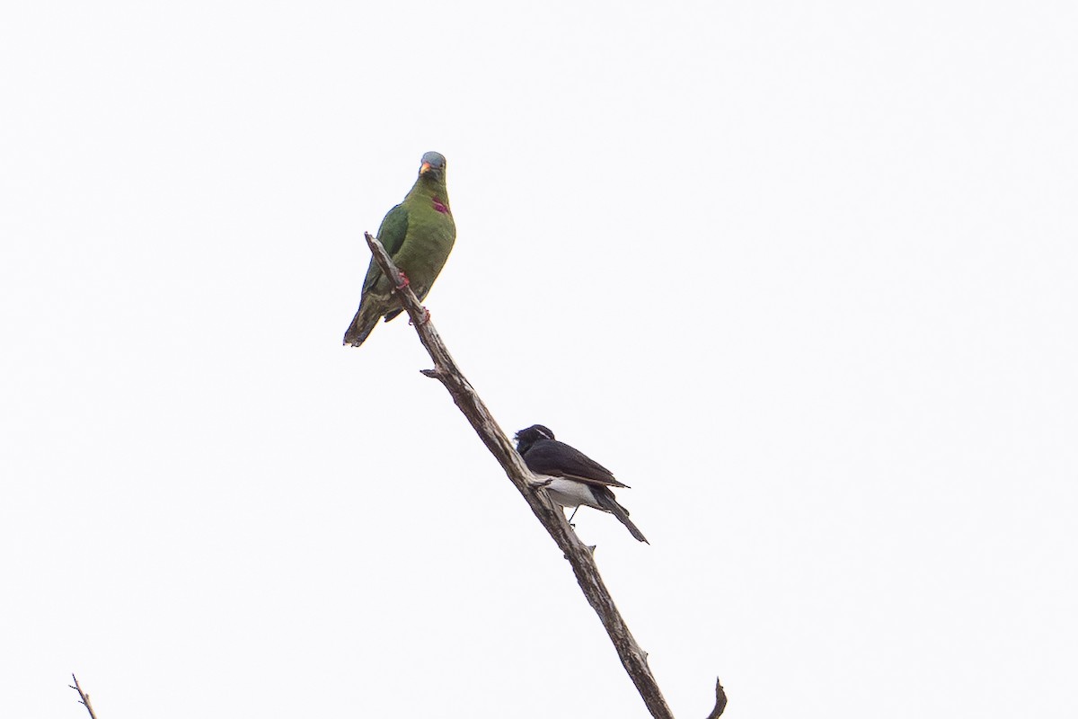 Ptilope turvert - ML647110797