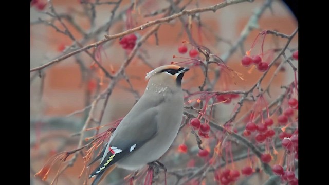 Свиристель - ML647110807
