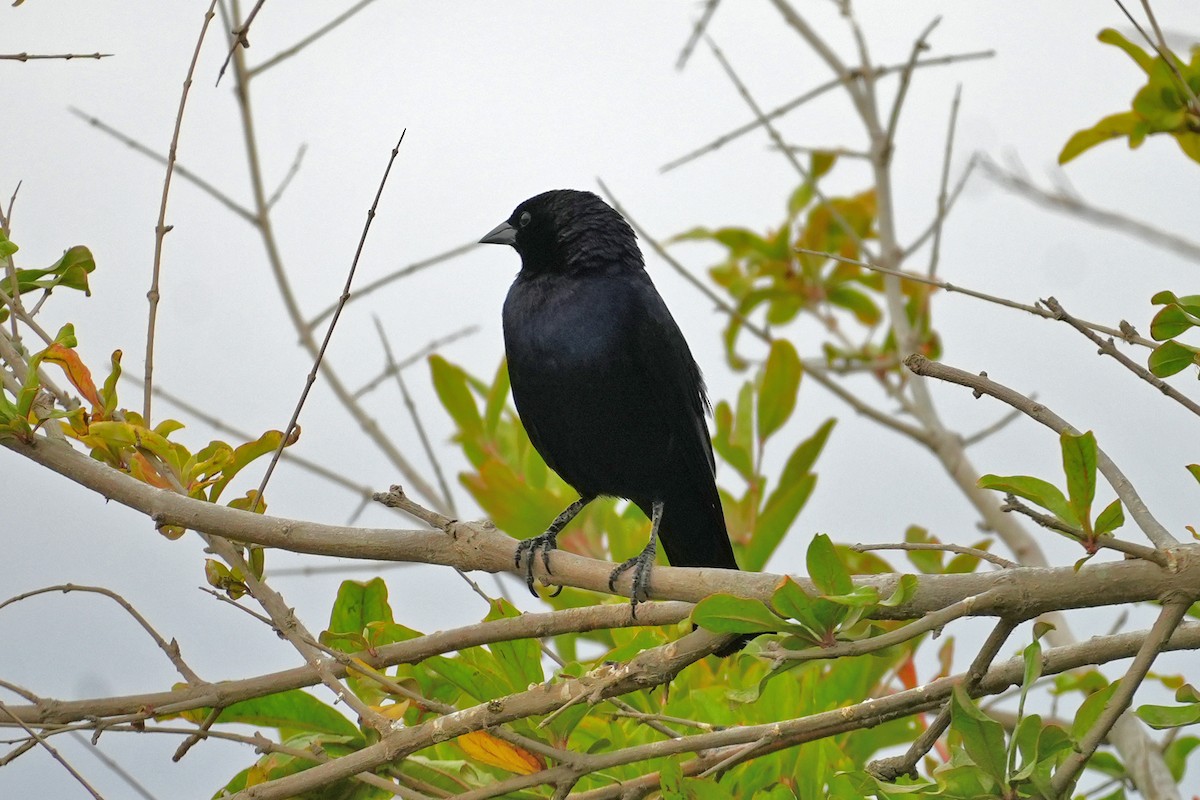 Blue-black Grassquit - ML647110810