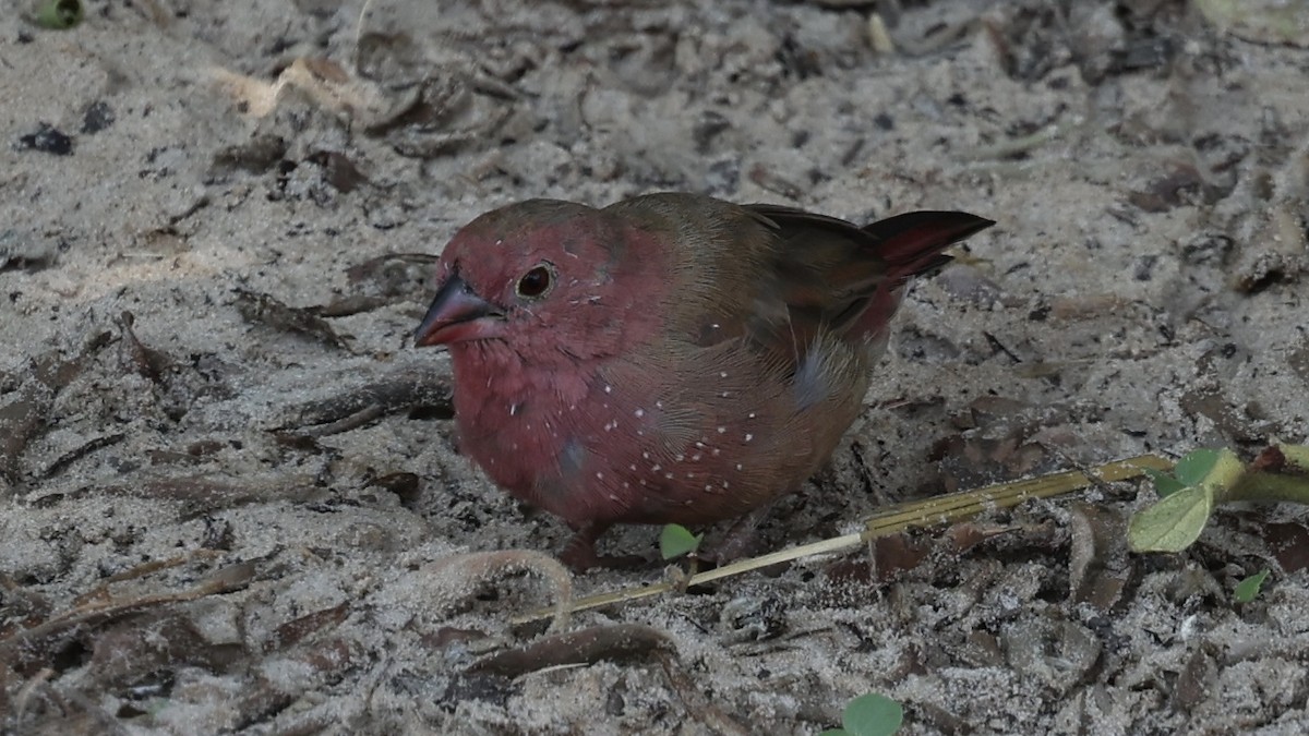 Jameson's Firefinch - ML647110820