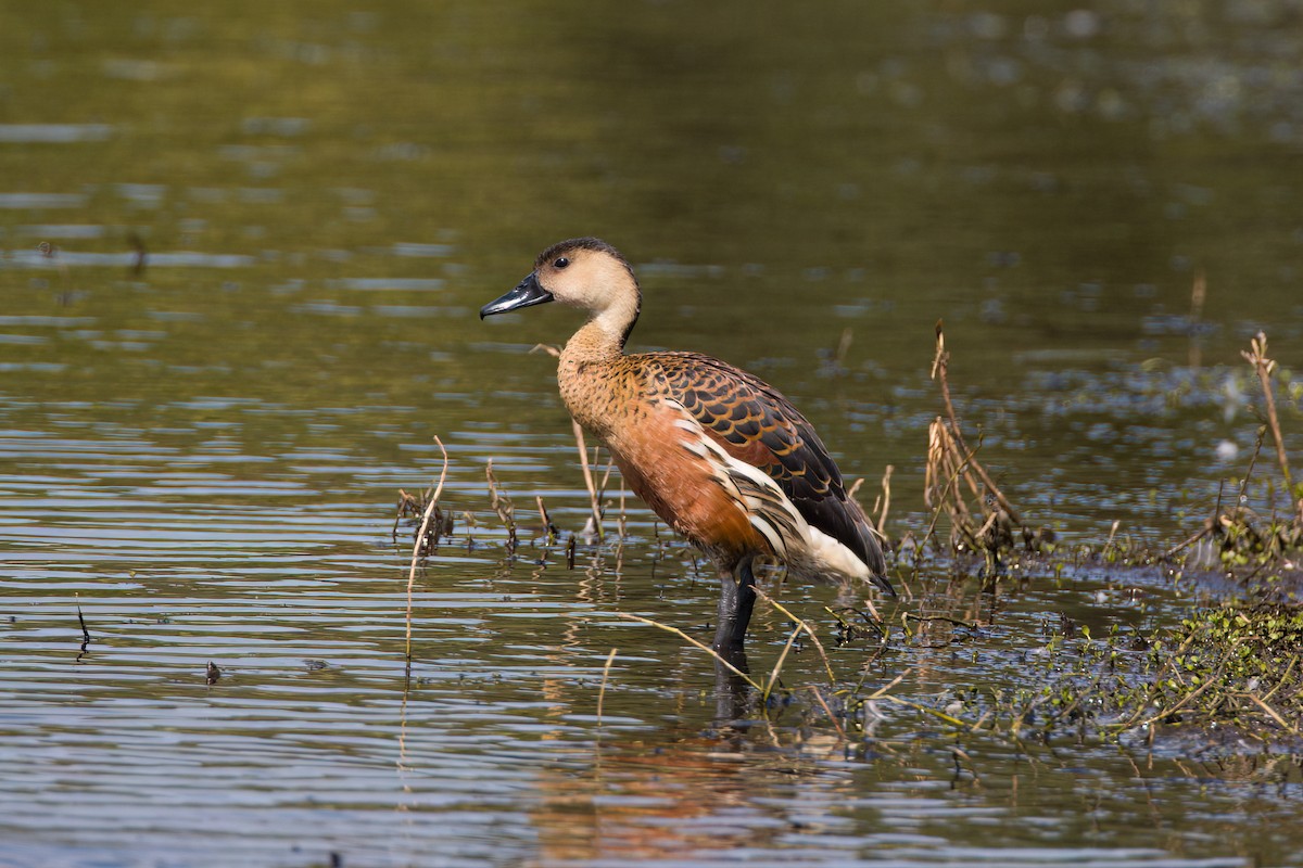 Dendrocygne à lunules - ML647110835