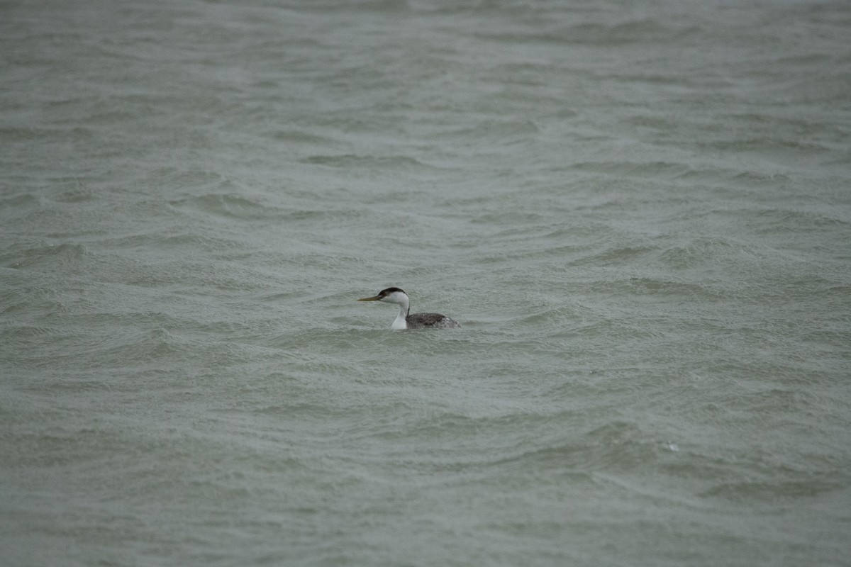 Grèbe élégant - ML647110837