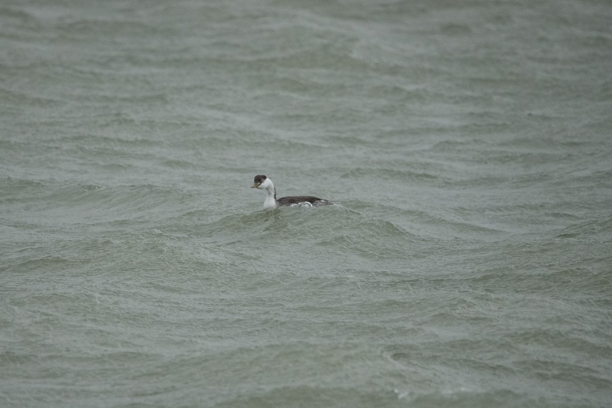 Grèbe élégant - ML647110838