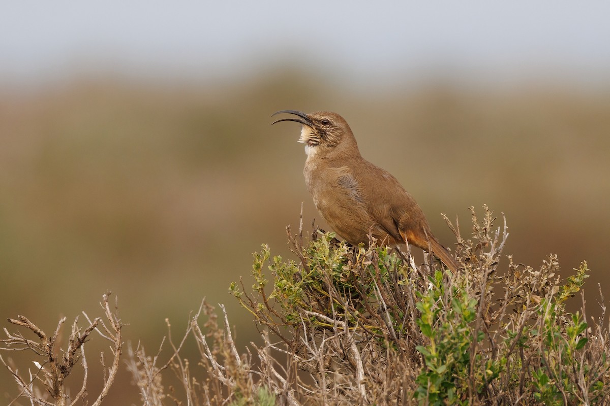 California Thrasher - ML647110857