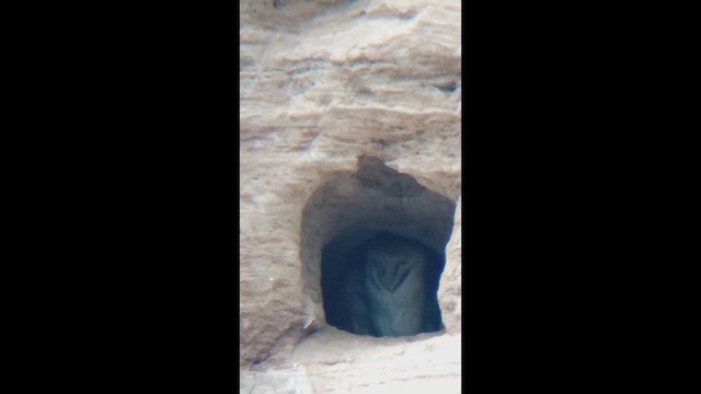 American Barn Owl - ML647110870