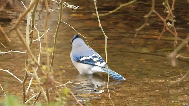 Голубая сойка - ML647110875