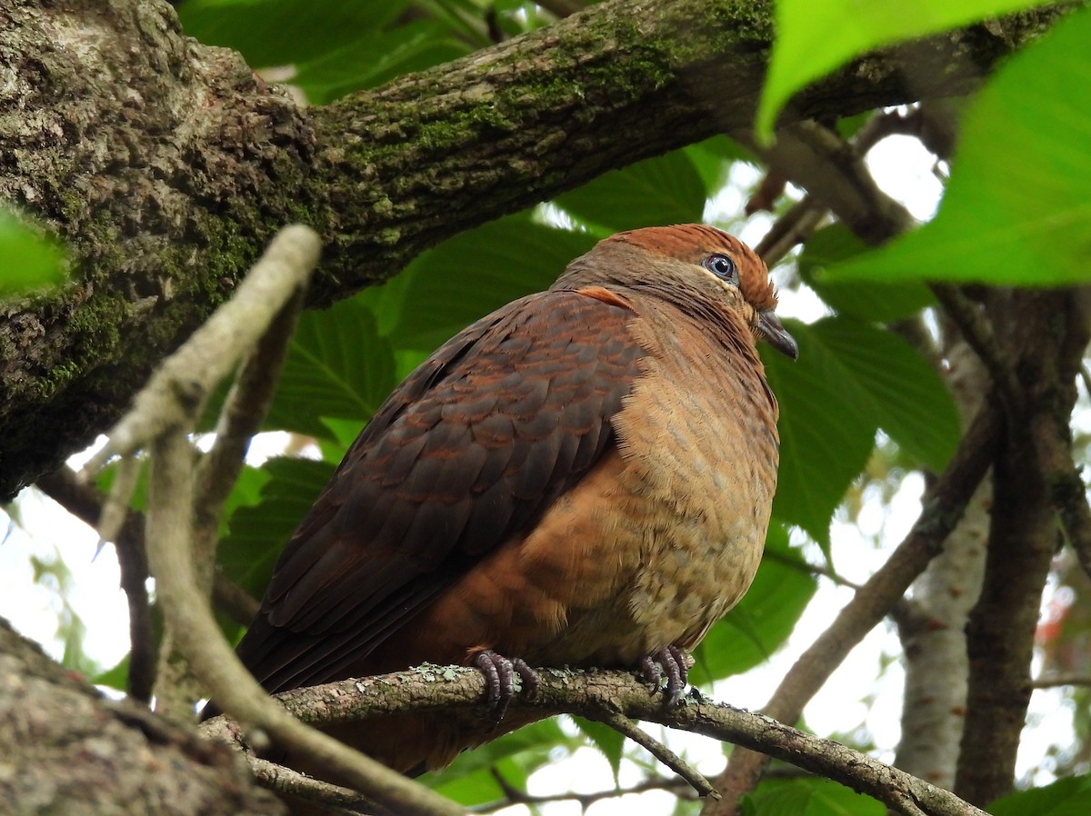 kanelgjøkdue - ML647110876