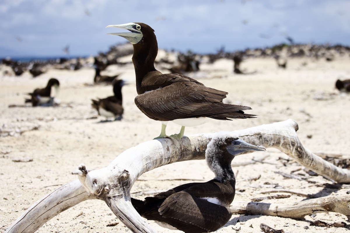 Brown Booby - ML647110878