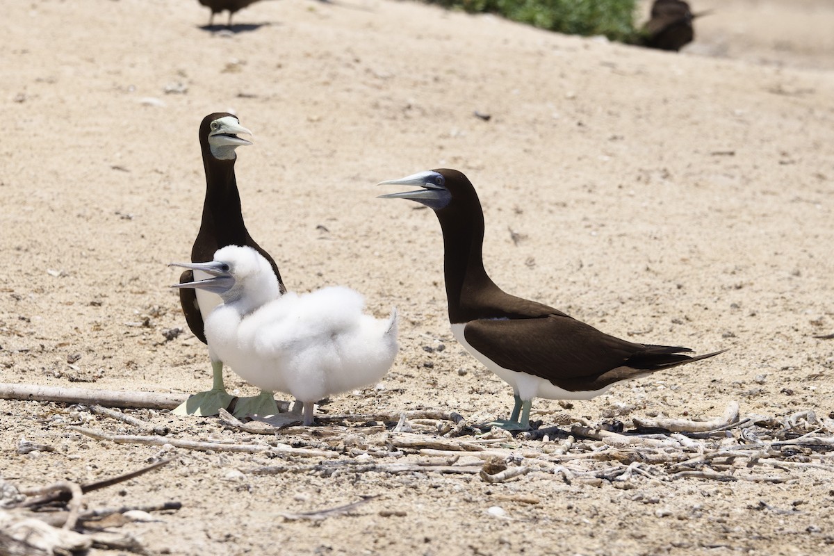 Brown Booby - ML647110887