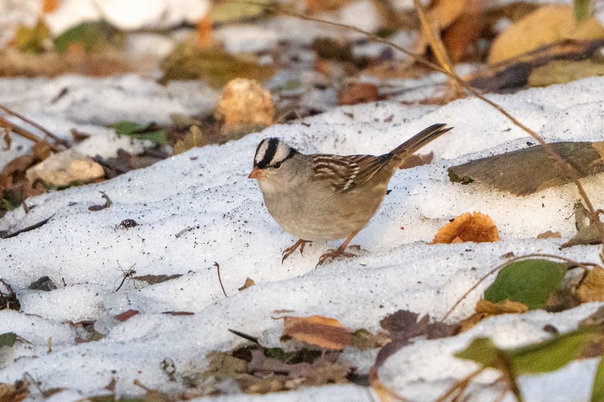strnadec bělopásý - ML647110888