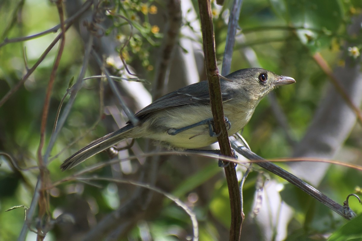 Cuban Vireo - ML647110889
