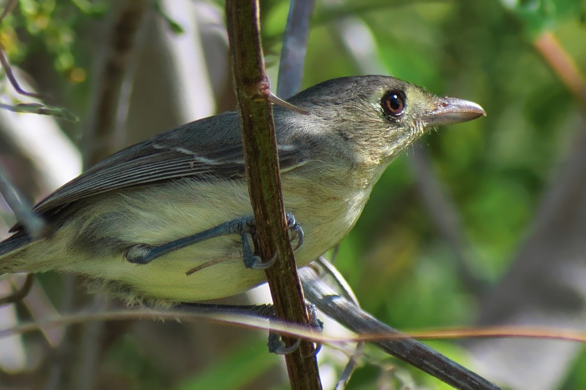 Cuban Vireo - ML647110890